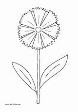 Cornflower Coloring Designlooter 6kb sketch template