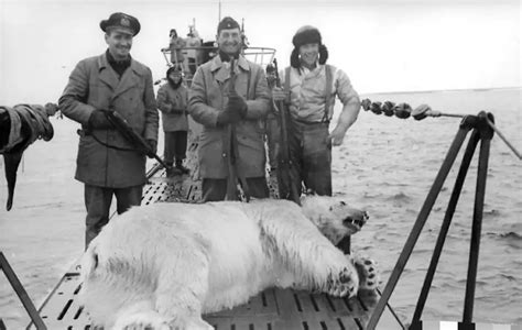 the crew of german sub u 601 with a polar bear that they caught in the