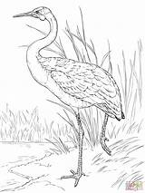 Bird Crane Prasad Venkateswara sketch template