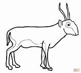 Saiga Antelope Coloring Pages Drawing Mammals sketch template