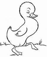 Goose Coloring Little Walking Cute Around Pages Netart Animals Duck Svetlana sketch template