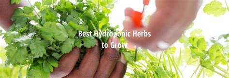 easy hydroponic herbs  grow  herbs  grow hydroponically