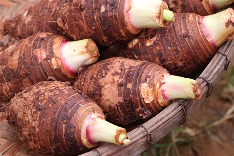 taro gout comment le manger japonais