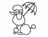 Poodle French Perros Poodles sketch template