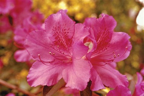 azalea description rhododendron major species facts britannica