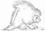 Porcupine Coloring Draw North American Pages Drawing Realistic Porcupines Printable Step Coloringbay Drawings 333px 93kb Categories sketch template