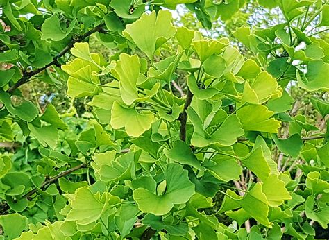 ginkgo pflanzen wirkung standort und kultur das gruene archiv