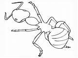 Mewarnai Serangga Semut Bestcoloringpagesforkids Sketsa Ants Diwarnai Hewan sketch template
