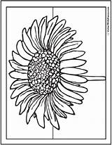 Daisy Coloring Printable Pages Blossom Single Colorwithfuzzy sketch template