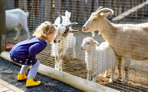 farm parks  petting zoo      pets