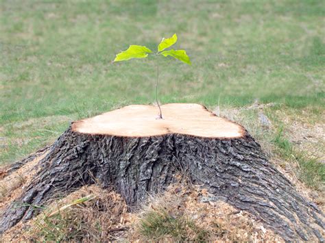 reasons  invest  stump removal childers tree service york nearsay