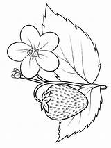 Coloring Strawberry Pages Berries Printable Recommended sketch template