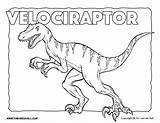 Velociraptor Printables Raptor Dinosaurio Ferocious Gallimimus Dinosauro Dinosaurier Dinosaurs Allosaurus Timvandevall Dinossauro Perigoso Insegnante Schizzi Rugiendo Feathers sketch template