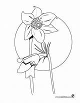 Anemone Coloring Pages Color Flower Print Online Painting sketch template