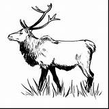 Elk Drawing Bull Clipart Getdrawings Moose Coloring Drawings Clipartmag Pencil Pages sketch template