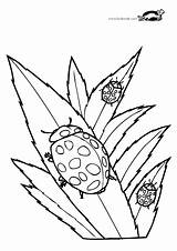 Krokotak Ladybird sketch template