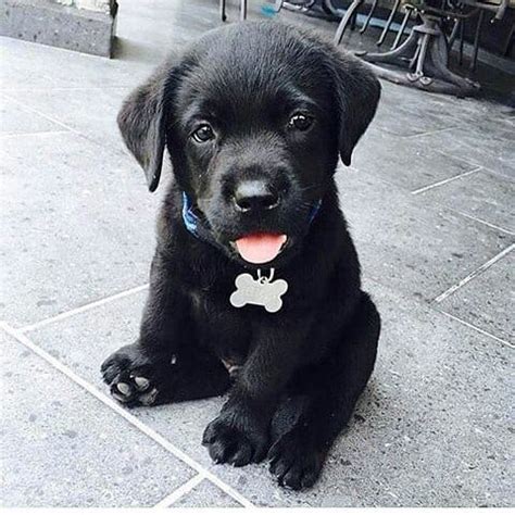 pictures  prove black puppies    puppies barkpost
