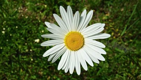 daisy flower meaning symbolism  colors daisy flower meaning