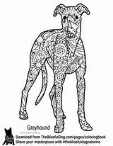 Coloring Greyhound Pages Book Dog Dogs Colour Adult Color Visit sketch template