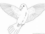 Flying Coloring Bird Parrot Pages Line Printable Kids Drawing Getdrawings Getcolorings Color sketch template