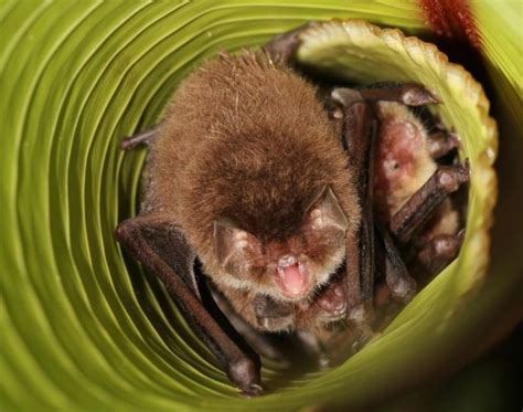 bats  nest  curled  leaves     extra benefit   homes