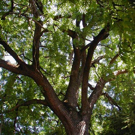 Black Walnut Is A Common North American Tree