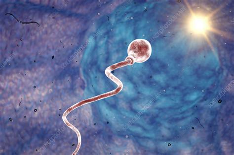 sperm cell illustration stock image f016 8746 science photo library