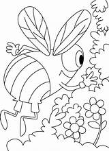 Coloring Bee Honey Pages Colouring Flower Cliparts Ears Whispers 555px Quinces Quince Kids Line Book Favorites Add Clipart sketch template