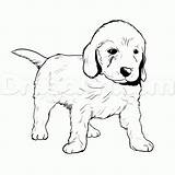 Golden Coloring Retriever Pages Puppy Dog Goldendoodle Drawing Drawings Easy Cute Labradoodle Line Puppies Pitbull Baby Kids Face Labrador Lab sketch template