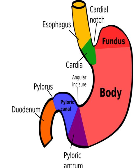 stomach parts