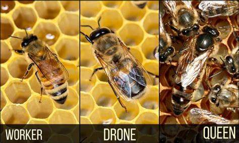 worker drone queen honey bee drone bee worker bee male bee