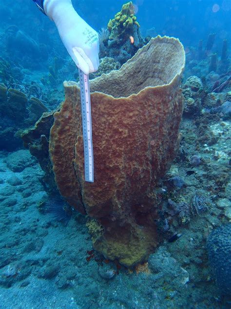 sea sponges    simple creatures