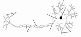 Neuron Diagram Synapse Unlabelled Unlabeled Label Labeled Neurons Clipart Cliparts Nervous Anatomy Nerve Worksheet Parts Brain Houses Plans Human Clipartbest sketch template