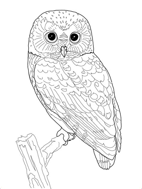 printable cute owl coloring pages wickedgoodcause