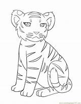 Tiger Coloring Baby Pages Coloringpages101 Color sketch template