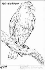 Hawk Coloring Pages Harris Red Tailed Bird Read Title Ministerofbeans sketch template
