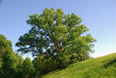 big oak    favorite oaks  olinn road  church flickr