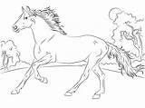 Horse Arabian Coloring Pages Categories sketch template