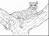 Leopard Coloring Pages Snow Baby Kids Cheetah Printable Cheetahs Color Colouring Animals Print Getcolorings Pag Comments Bestcoloringpagesforkids sketch template