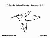 Hummingbird Throated Ruby sketch template