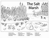 Coloring Marsh Educator Resources Northeastern Salt Key sketch template