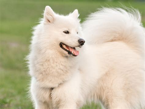long haired dogs top   popular breeds