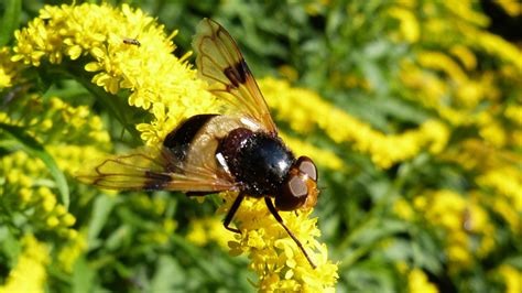 volucella pellucens hoverfly sp markeisingbirding