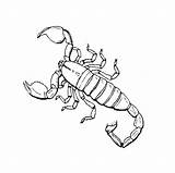 Scorpion Scorpions Alacranes Insects Escorpiones Scorpio Coloringbay Coloringhome sketch template