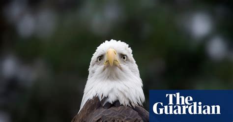 bald eagles scientists decry overturn of ban that would