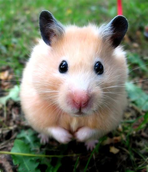 fun interesting facts  hamsters