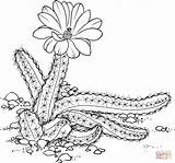 Cactus Coloring Pages Para Colorear Echinocereus Finger Lady Prickly Pear Desierto Drawing Flowers Dibujos Pintar Printable Getdrawings Cartoon Online El sketch template