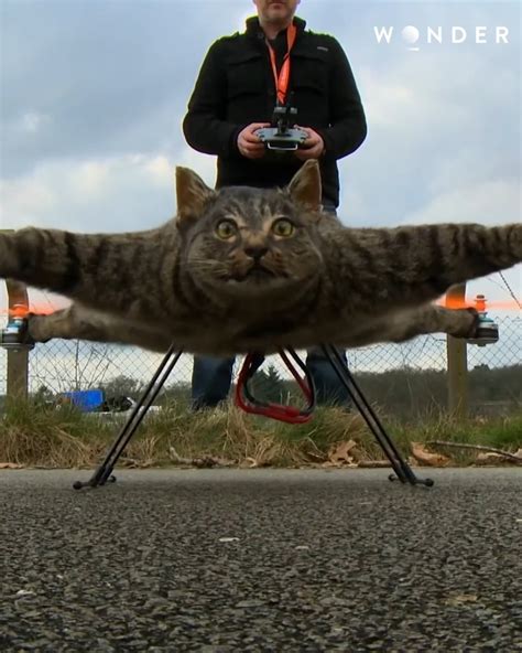 turned  dead cat   drone house cat pet unmanned aerial vehicle   man whos