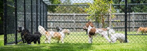 boarding kennels melbourne dog kennels bayside pet centre