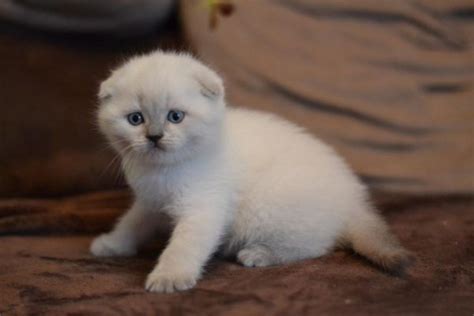 Creamy White Scottish Fold Kittens Johannesburg